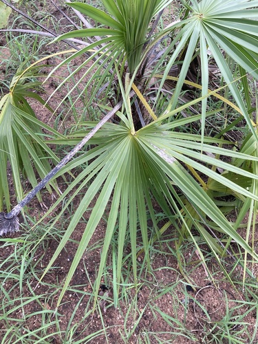 Image of Livistona humilis by (c) Thomas Mesaglio, some rights reserved (CC BY)