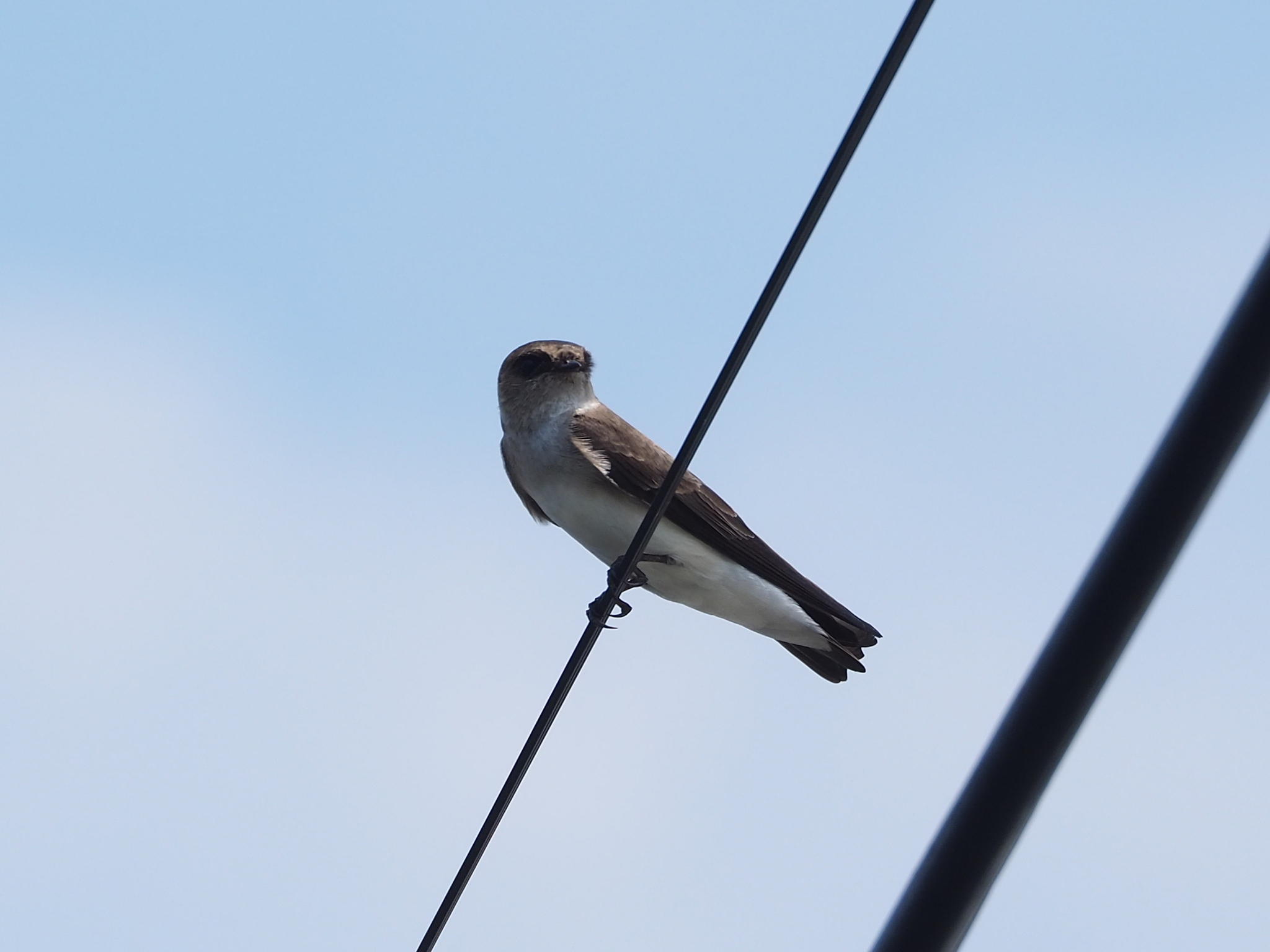 Grey-throated Martin