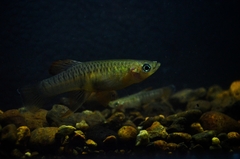 Holdridges Toothcarp photo 3