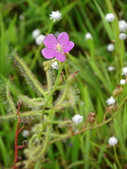 Drosera indica