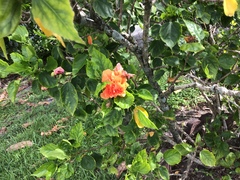 Magnoliopsida