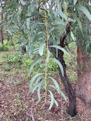 Acacia mimula observed 2024-12-14