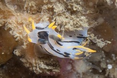 Polycera sp-c