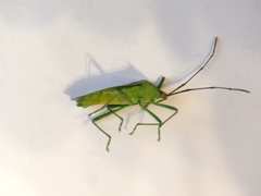 Homoeocerus striicornis