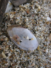 Hiatula