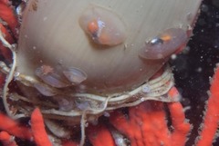 Crepidula porcellana