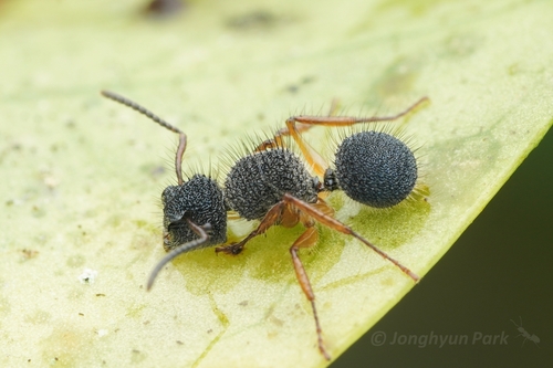 Echinopla pallipesEchinopla pallipes