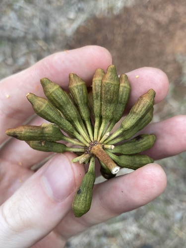 Image of Eucalyptus phoenicea by (c) Thomas Mesaglio, some rights reserved (CC BY)