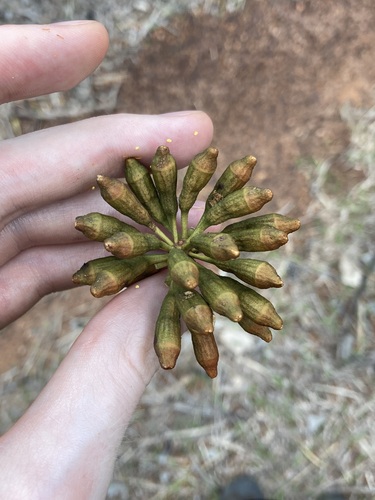 Image of Eucalyptus phoenicea by (c) Thomas Mesaglio, some rights reserved (CC BY)