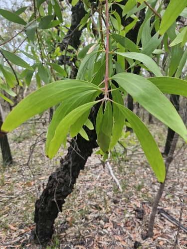 Broad-leaf Geebung