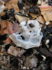 Xenophora neozelanica image