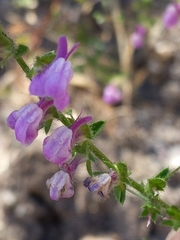 Sairocarpus vexillocalyculatus
