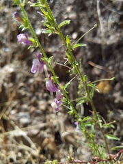 Sairocarpus vexillocalyculatus
