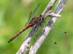 Leucorrhinia borealis