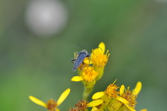 Cortodera