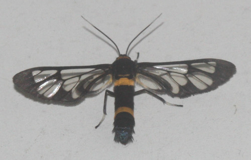 Syntomoides imaon