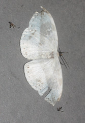 Cyclidia substigmaria