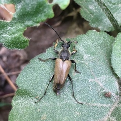 Trigonarthris subpubescens