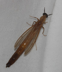 Lymexylidae