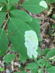 Leucanthiza dircella