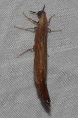 Lymexylidae