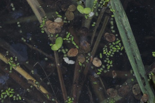 Image of Wolffia borealis by (c) Quinten Wiegersma, some rights reserved (CC BY)
