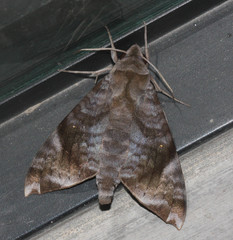 Acosmeryx pseudonaga