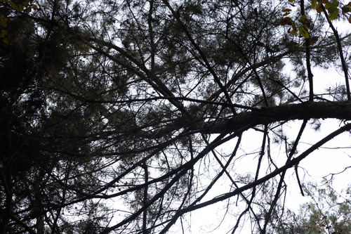 Image of Pinus densiflora by (c) Lewis, some rights reserved (CC BY-SA)