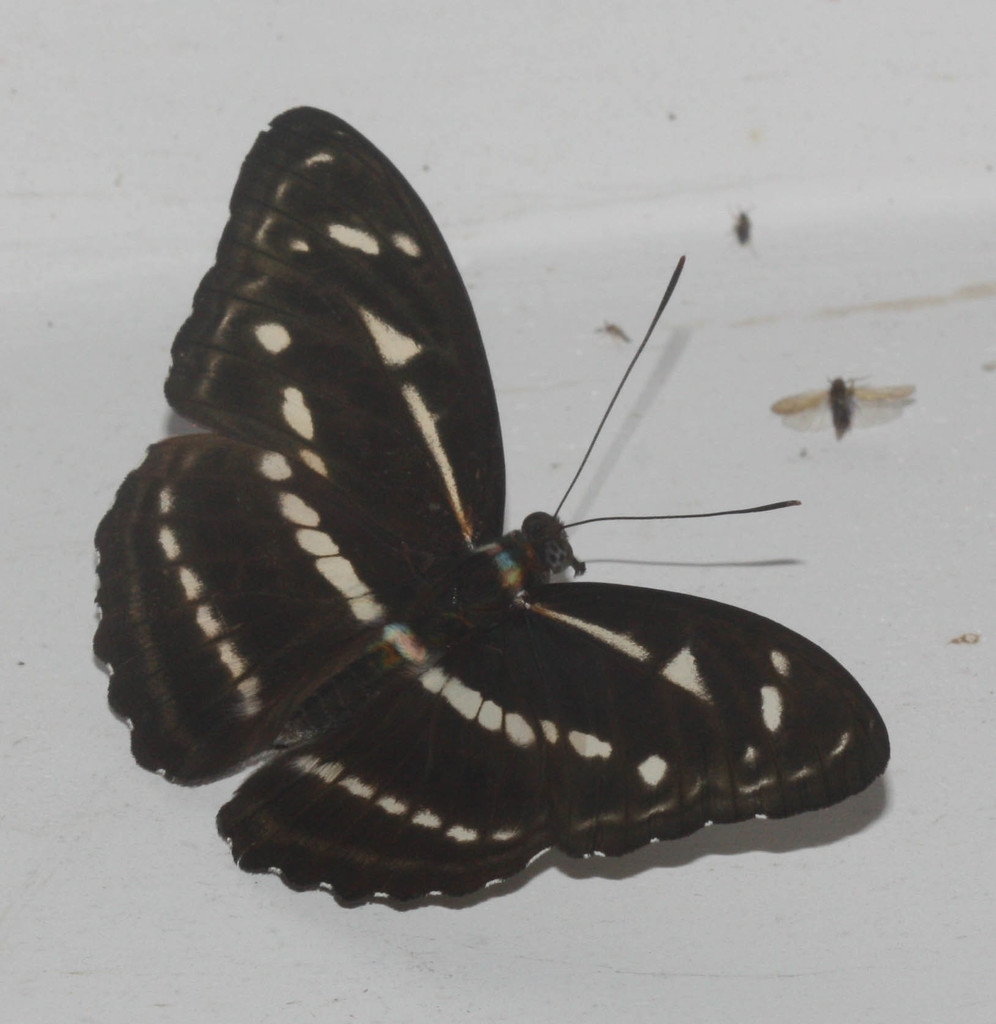 Athyma kanwa