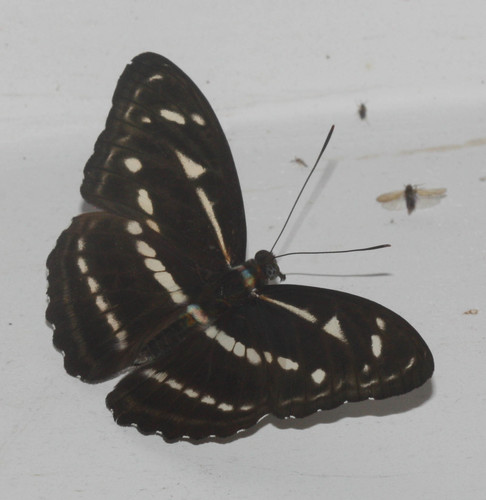 Athyma kanwa