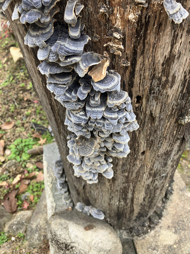 Trametes versicolor