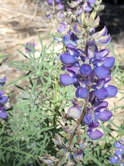 Lupinus hyacinthinus