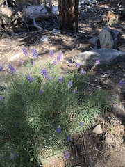 Lupinus hyacinthinus