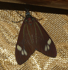 Cyclosia papilionaris
