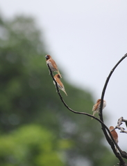 Lonchura punctulata