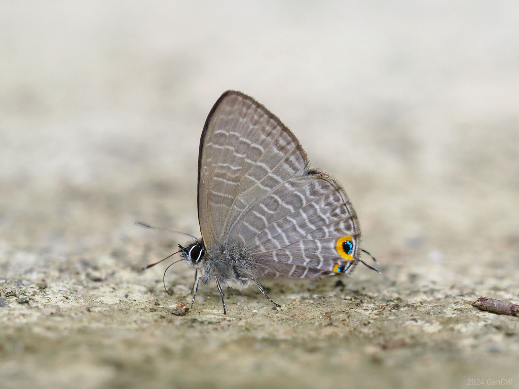 Nacaduba ruficirca