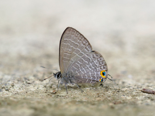 Nacaduba ruficirca