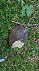 Lactarius olivaceoumbrinus