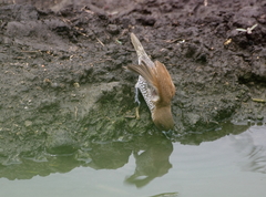 Lonchura punctulata