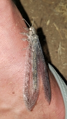 Vella