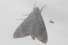 Acosmeryx pseudonaga