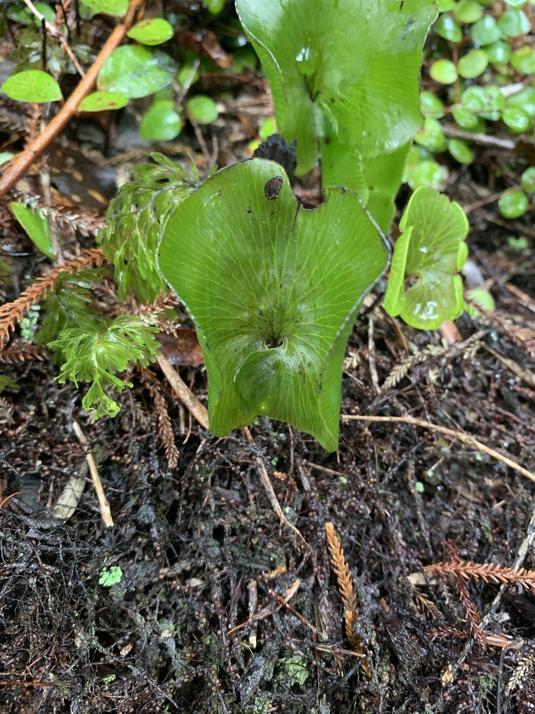kidney fern from 158 Woodstock-Rimu Road, Ruatapu, West Coast, NZ on ...