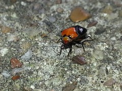 Neocapsus