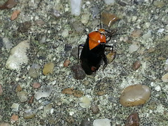 Neocapsus