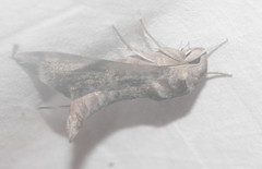 Acosmeryx pseudonaga