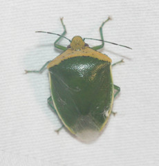 Glaucias crassus