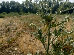 Myrmecaelurus trigrammus