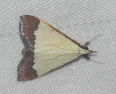 Autocharis hedyphaes