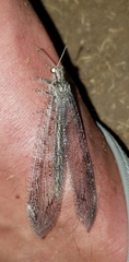 Vella