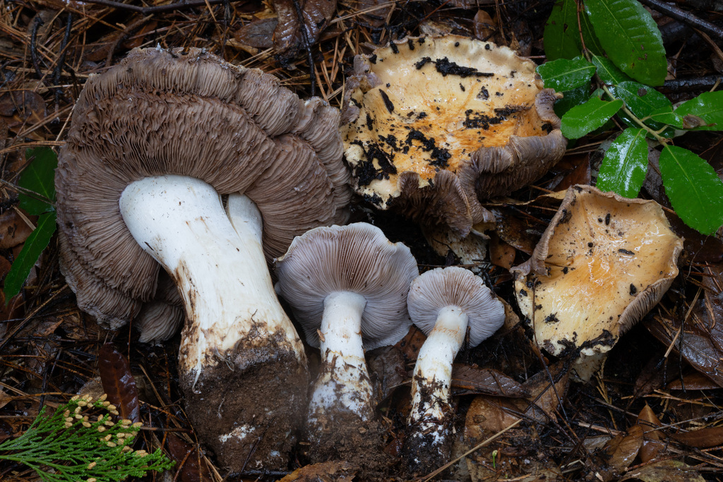 Phlegmacium sp. 'CA03'